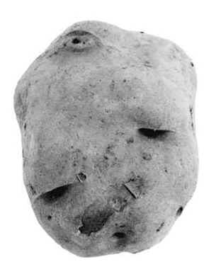 Pommes de terre